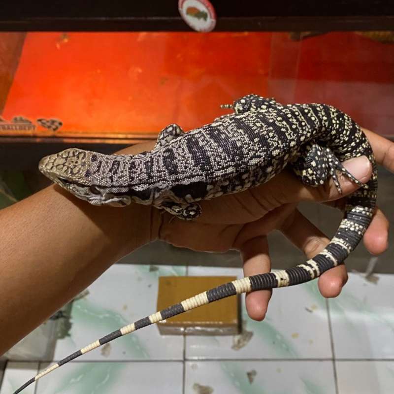 Blue Tegu (High White)