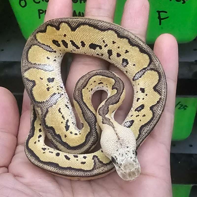 CLOWN LEOPARD PASTEL