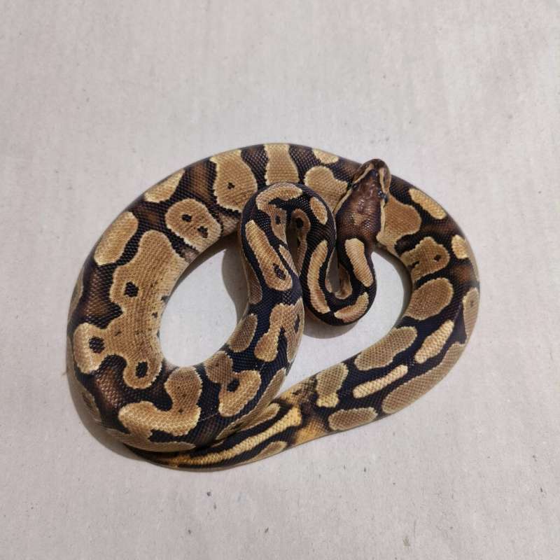 Female Fire het Pied