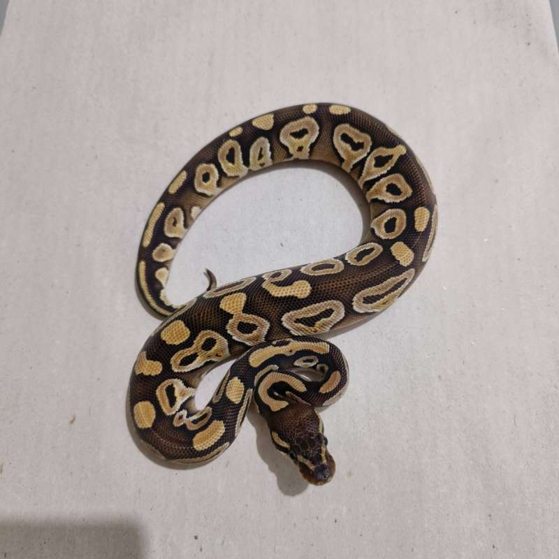 Female Mojave kode 1