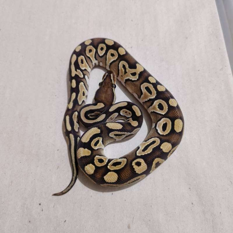 Female Mojave kode 2