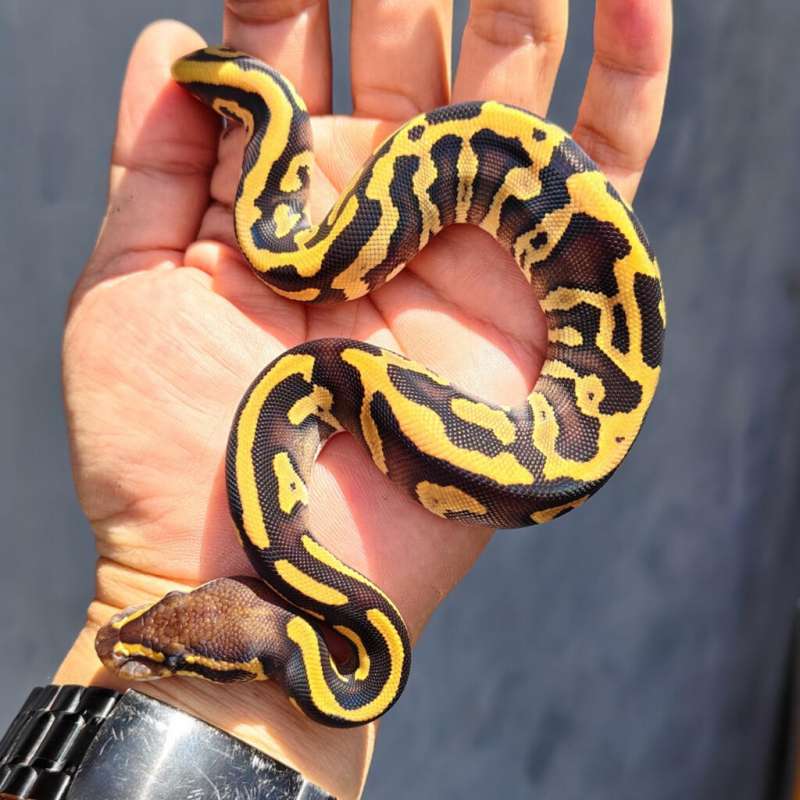 Female leopard mojave ph clown