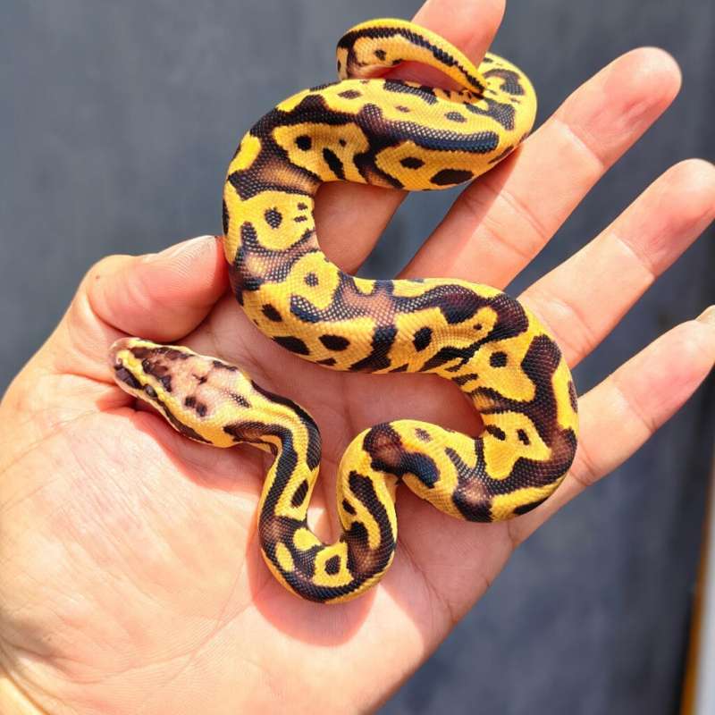 Leopard enchi ph clown
