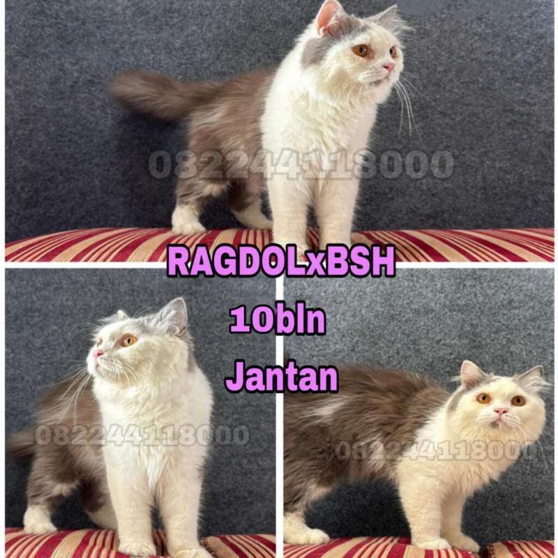 Kucing Bsh x Ragdoll (koleksi pribadi)