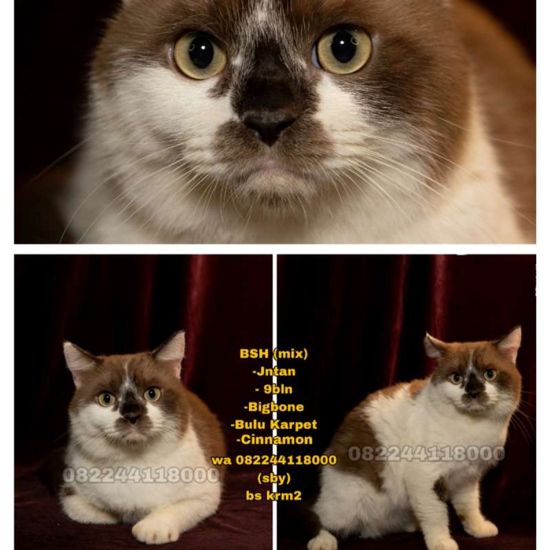 Kucing Bsh mix (cinnamon)