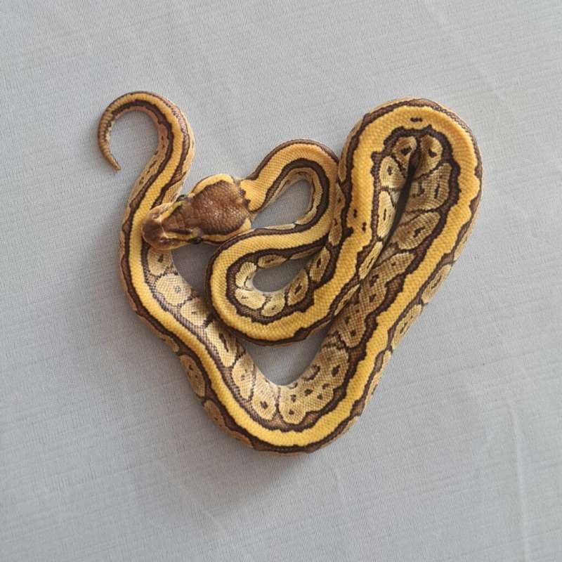 Female Mojave Pintripe