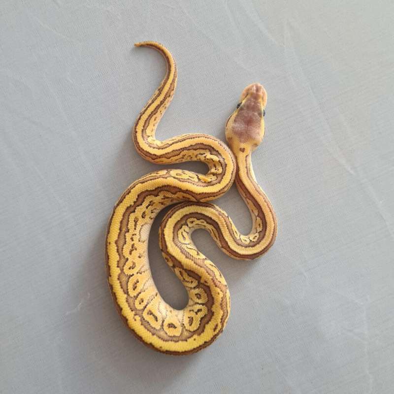 Male Mojave Pastel Pinstripe