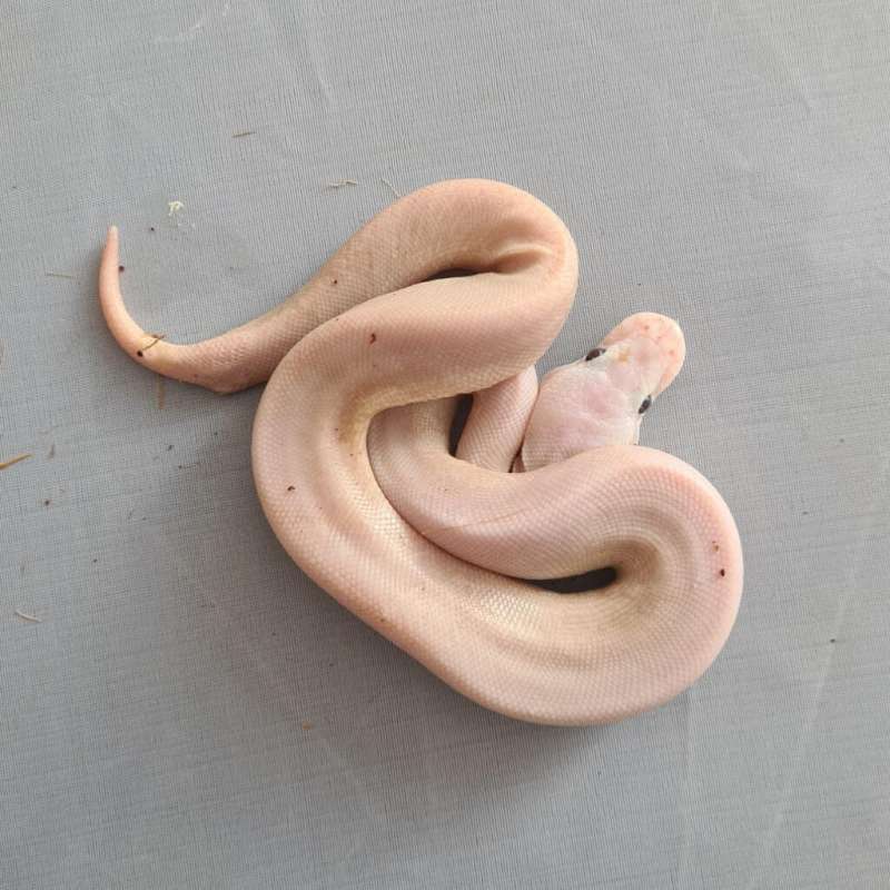 Male Super Mojave (Lucy)