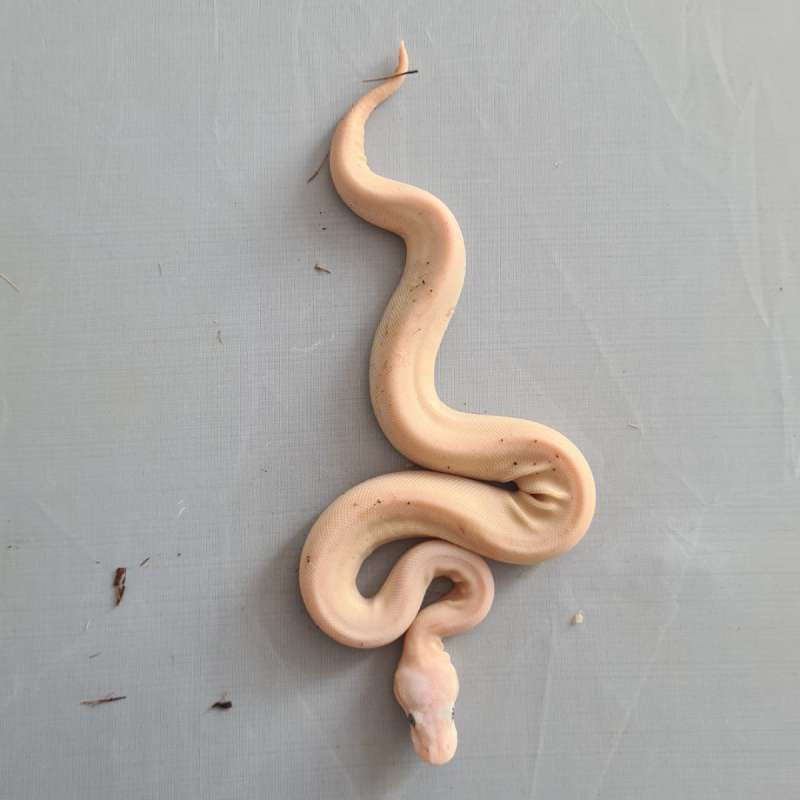 Female Super Mojave (Lucy)