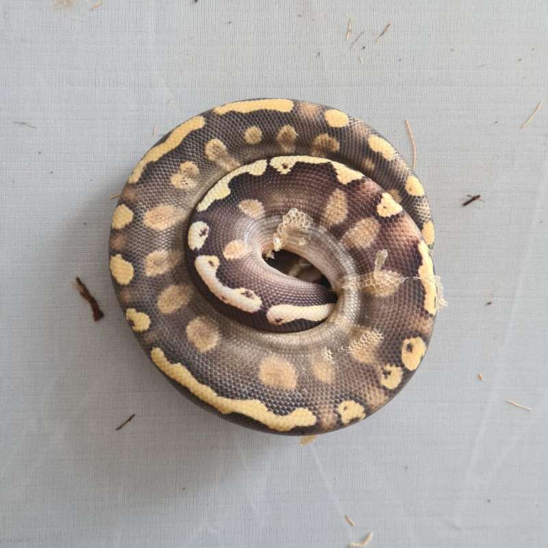 Male Pastel GHI Mojave