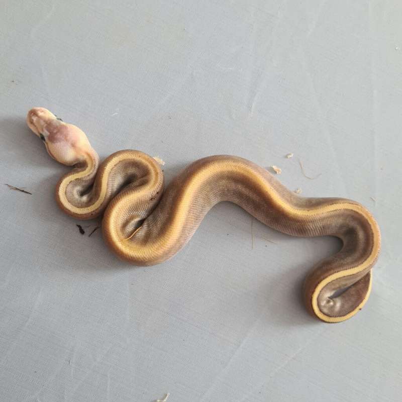 Female Pastel GHI Mojave Pinstripe