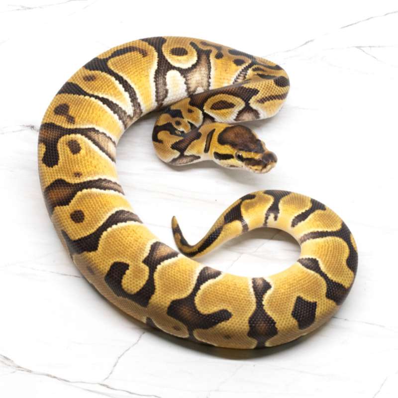 Enchi Yellow Belly Double Het Clown Pied