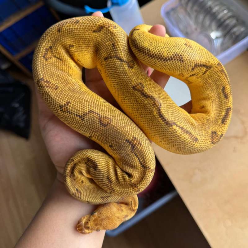 F - Choco OD Pinstripe Clown (+-650gr)