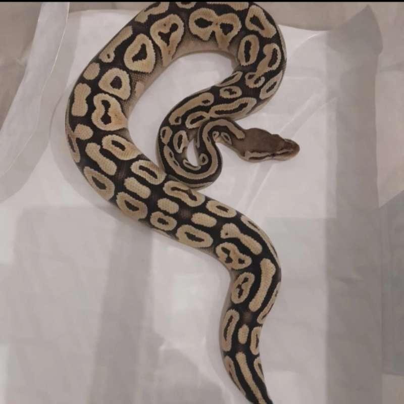 Ballpython. Pastel (M) & (F), china spin (F)