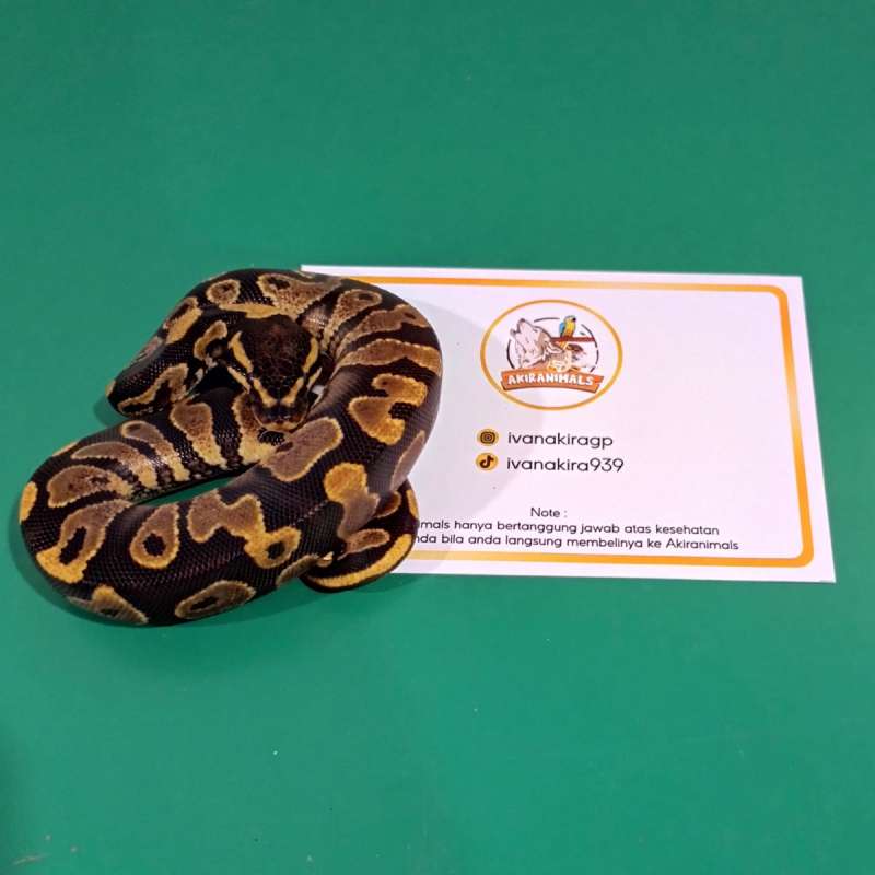 Yellow Belly/Gravel Ball Python [250301M]