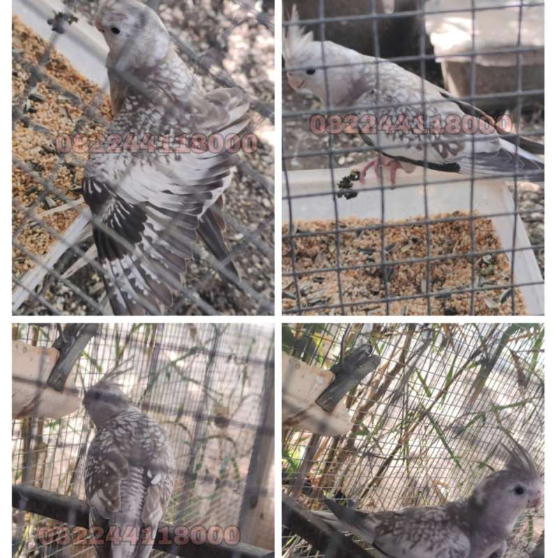 Burung Falk Wf Pearl