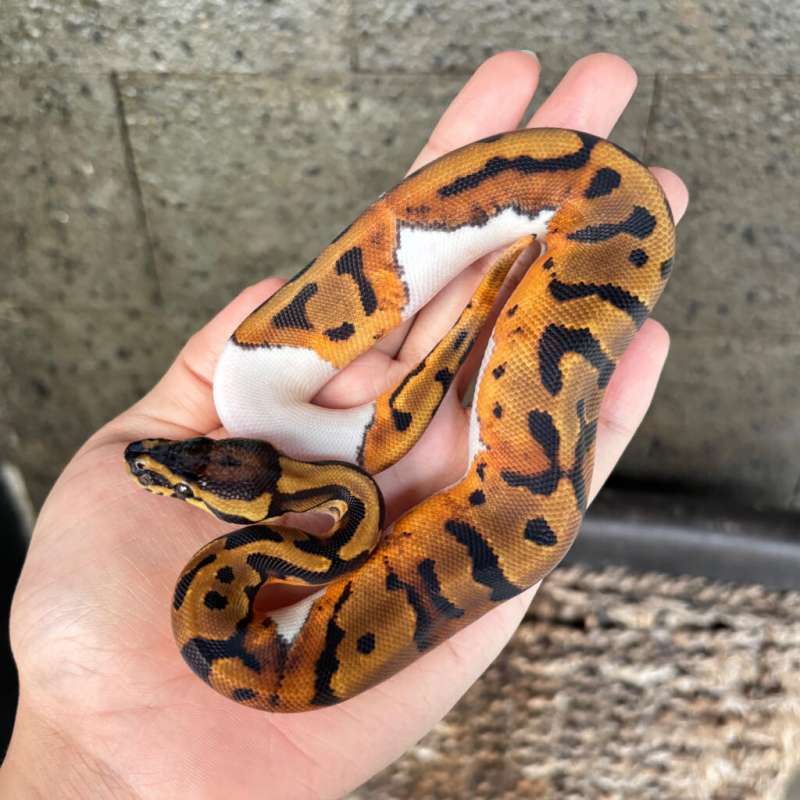 Ball Python Male Pied 50% het Albino, Motif unik emot sad :(