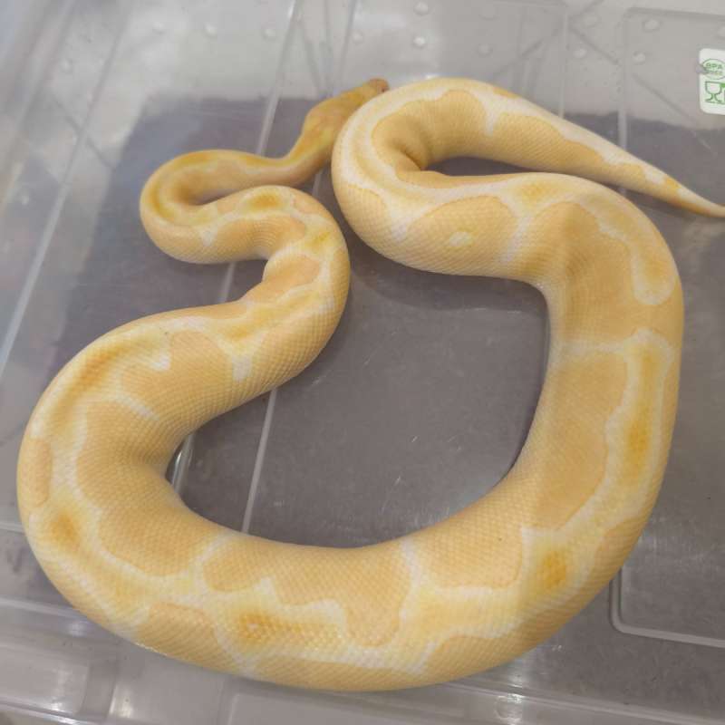 Grail (lavender Clown)