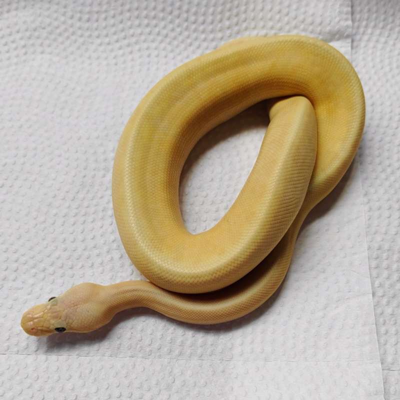 banana pinstripe pastel butter poss fire
