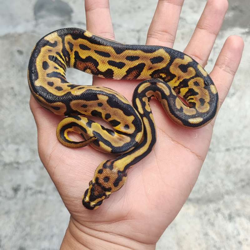 F Leopard specter Spotnose (RS) DH DG Clown