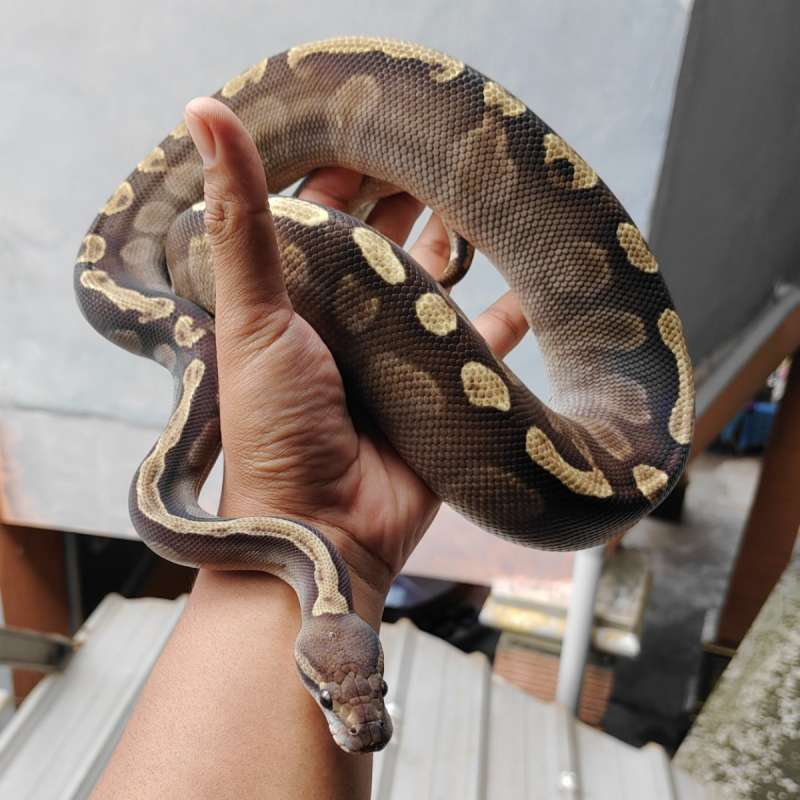 ghi mojave