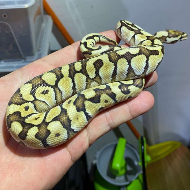 Lesser 66% het Clown