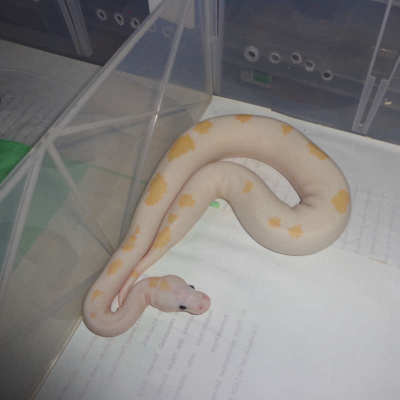 Super fire ph lavender tristripe