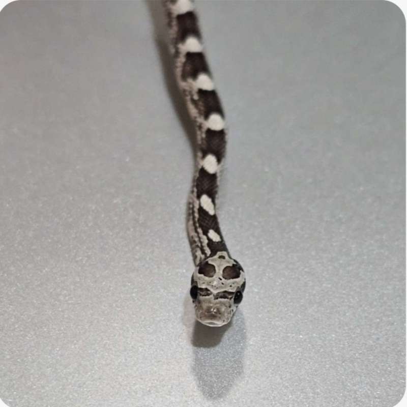 corn snake anery masque +