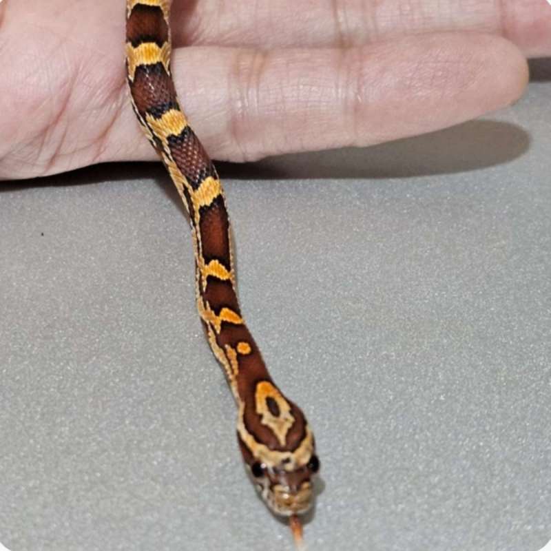 cornsnake okeetee dh fire