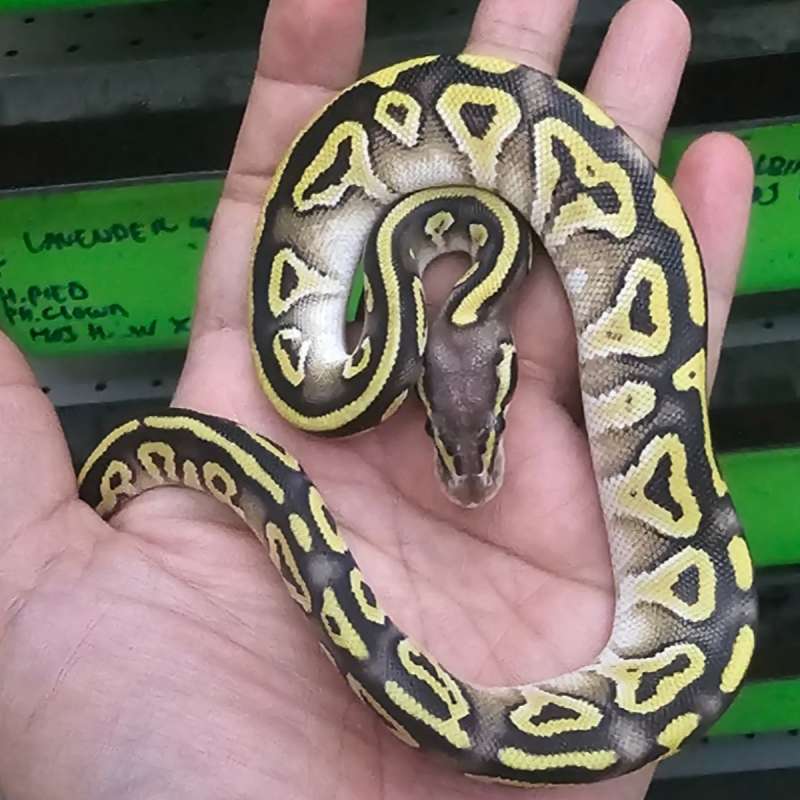 MOJAVE PASTEL POSS GRANITE POSS HET HYPO
