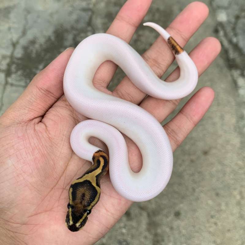 Pied hi white.