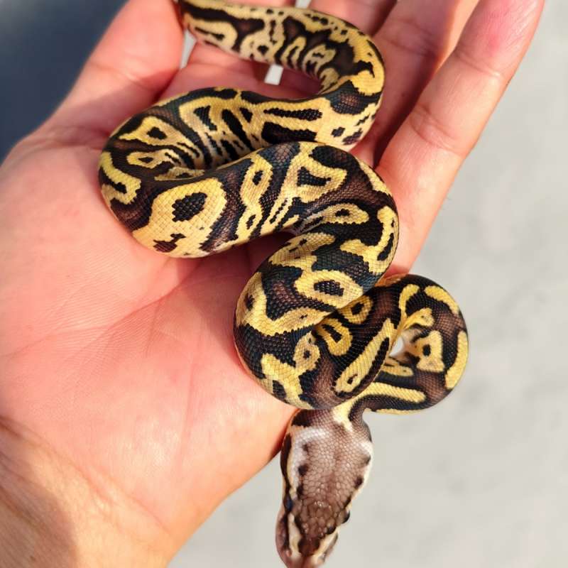 Leopard pastel ph clown male