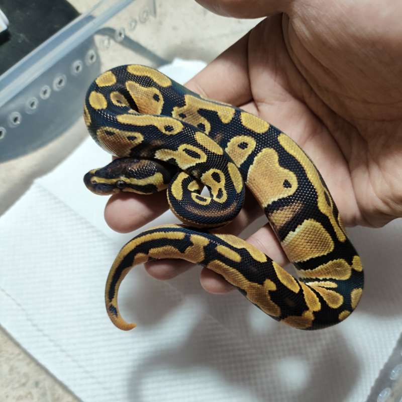 Orangedream het pied +