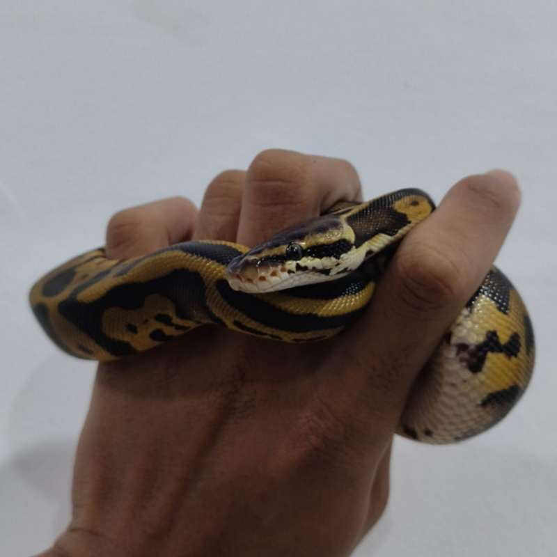 Leopard Pastel het Lavender