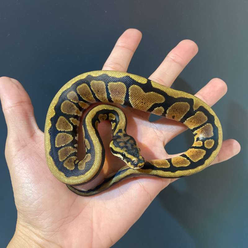 F - Spotnose het Clown ph 66% DG