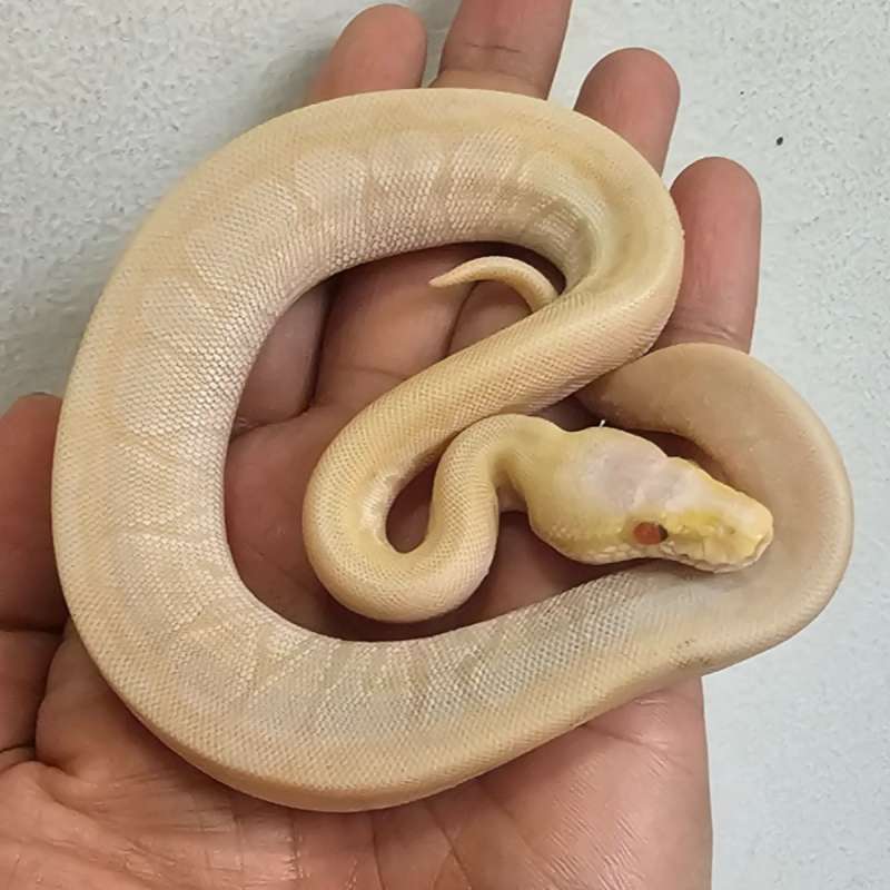 ALBINO MOJAVE PINSTRIPE PASTEL (baca note)