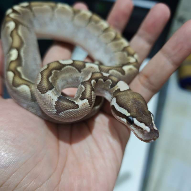 Bamboo Ball Python