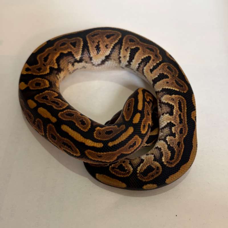 BP Black Pastel Pos DH Lavender Pied