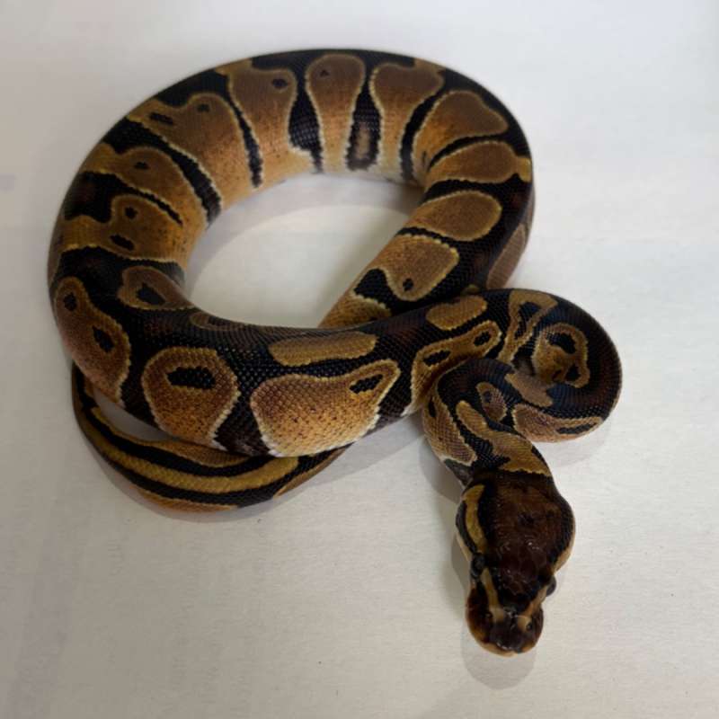 Normal Pos DH Lavender Pied