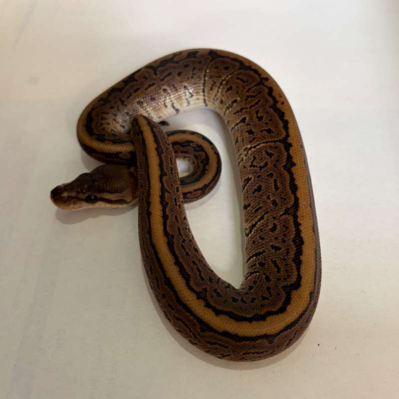 Black Pastel Pinstripe pos DH Lav Pied