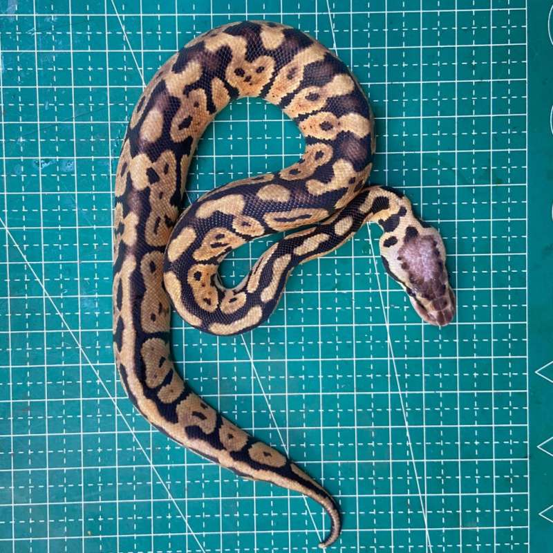 Pastel Poss Spotnose PH Clown