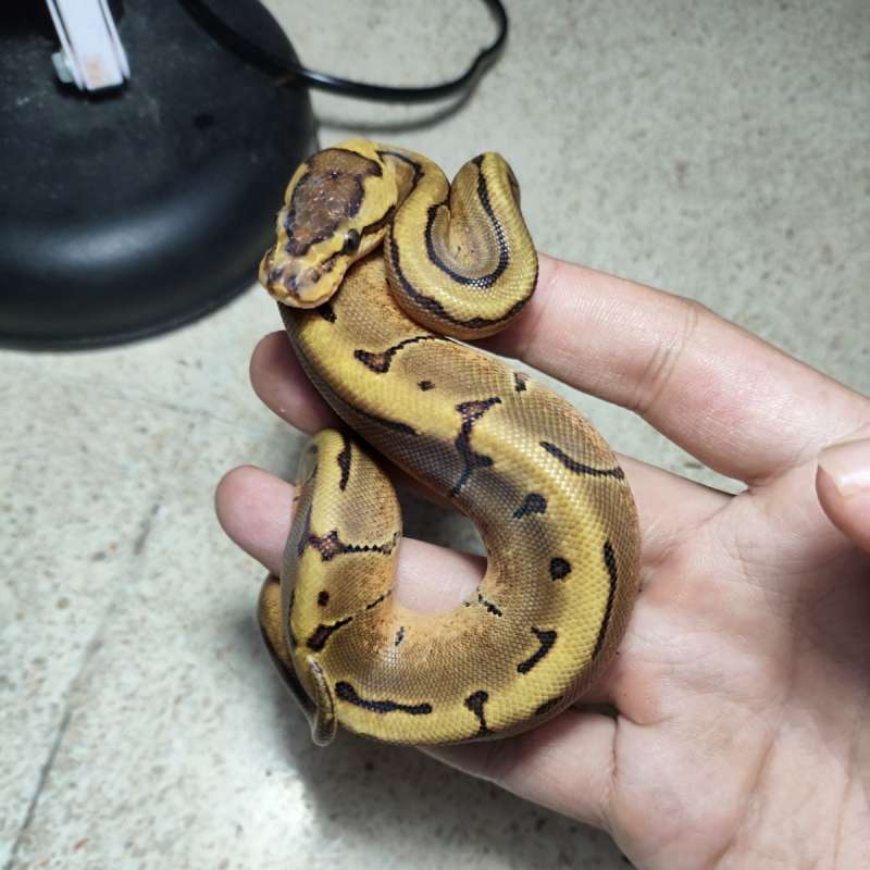 Leopard enchi pinstripe het clown