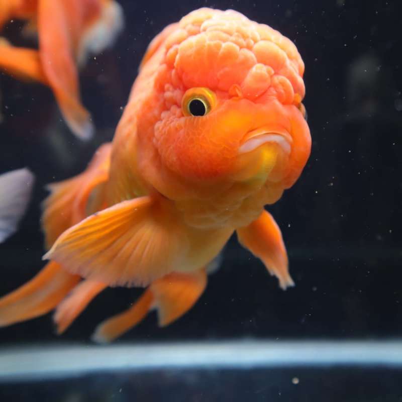 Koki Oranda