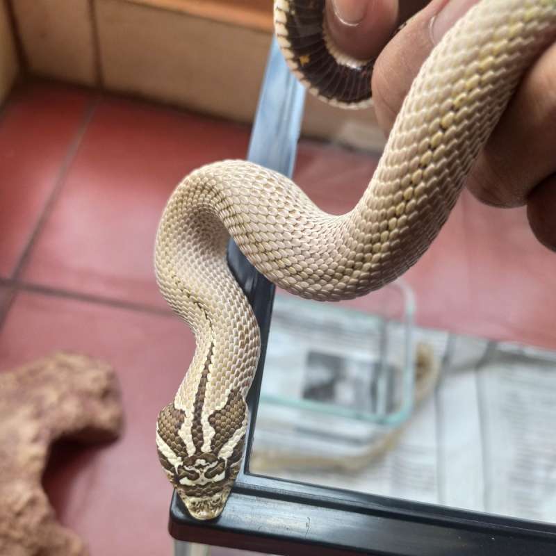 Hognose Arctic Superconda