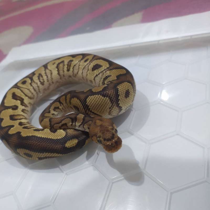 Ball Python YB Clown Het DG