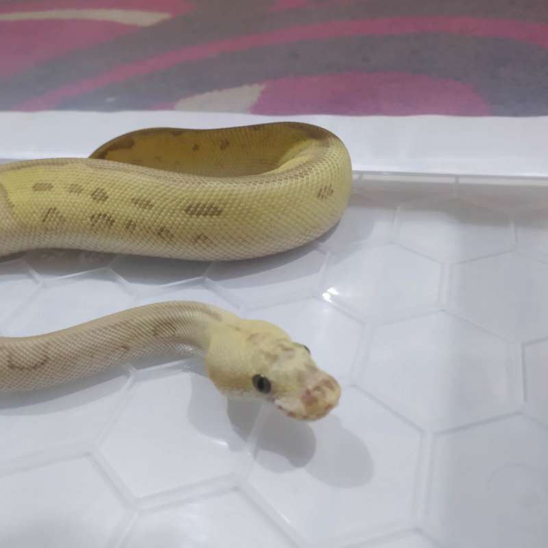 Ball Python Pastel Lesser Clown Het DG