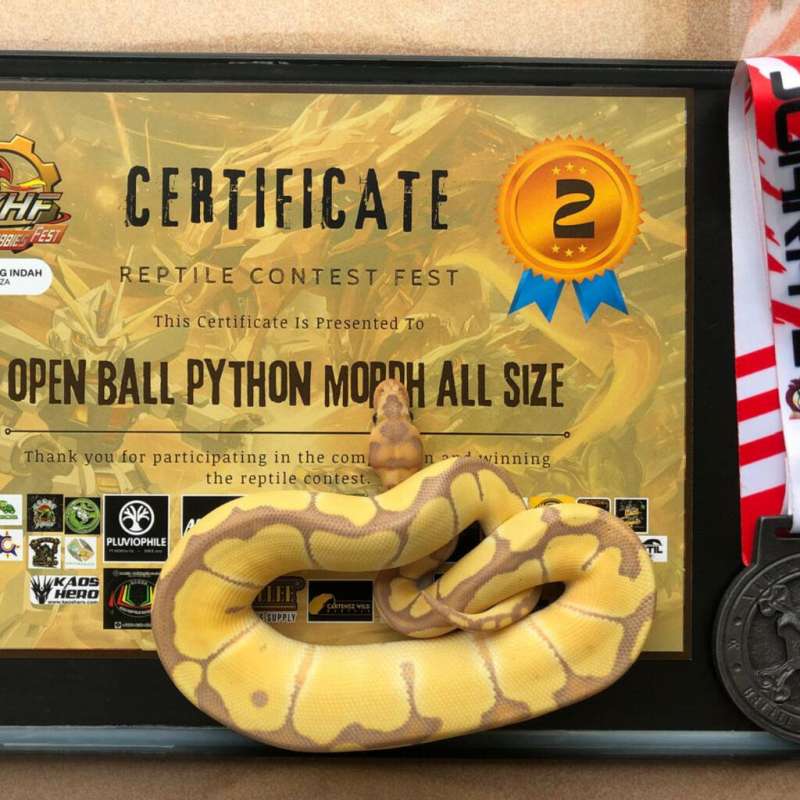 Ball Python Banana Clown