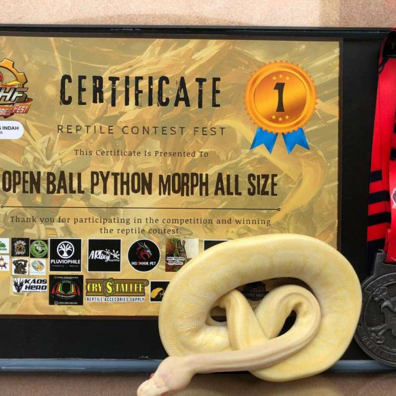 Ball Python Albino Pinstripe Pastel Mojave Poss Banana