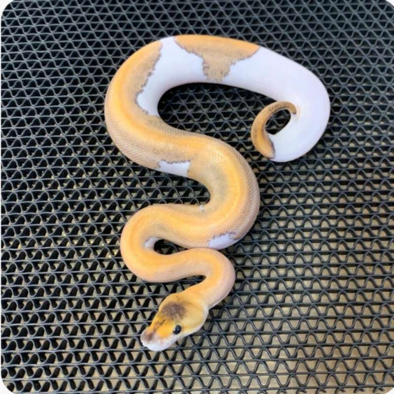 Ballpython Blackhead champagne