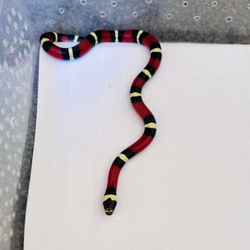 Milksnake het albino